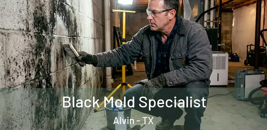  Black Mold Specialist Alvin - TX