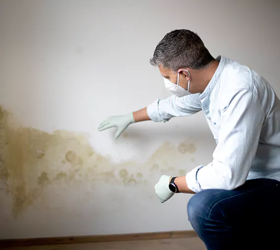 Mold Removal Service in Alvin, TX